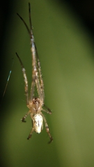 Tylorida
