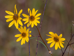 Helianthus angustifolius