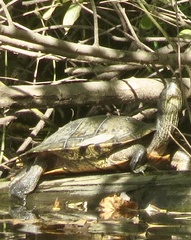Deirochelyinae