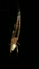 Tylorida