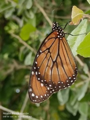 Danaus eresimus