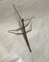 Megaphasma denticrus