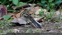 Dendronanthus indicus