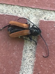 Tragidion coquus