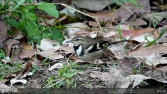 Dendronanthus indicus