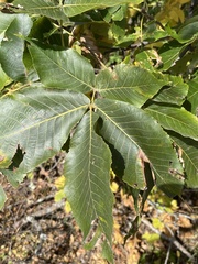 Carya ovata