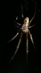 Tylorida