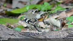 Dendronanthus indicus