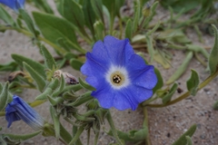 Nolana elegans