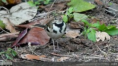 Dendronanthus indicus