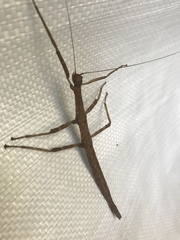 Megaphasma denticrus