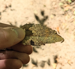 Coccomyces dentatus