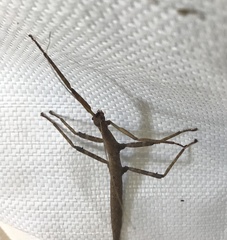 Megaphasma denticrus