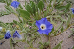 Nolana elegans