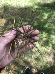 Pinus sylvestris sylvestris