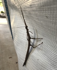 Megaphasma denticrus