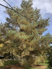 Pinus sylvestris sylvestris