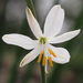 Echeandia graminea - Photo (c) Barry Sullender, some rights reserved (CC BY-NC), uploaded by Barry Sullender
