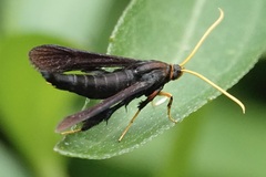Alcathoe caudata