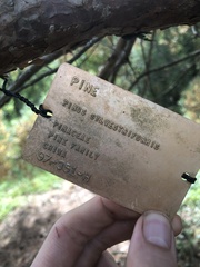 Pinus sylvestris sylvestris