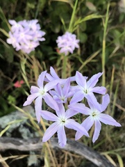 Leucocoryne ixioides