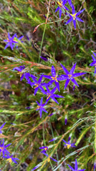 Calectasia intermedia