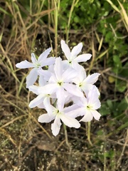 Leucocoryne ixioides