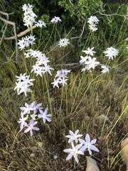 Leucocoryne ixioides