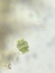 Euastrum denticulatum