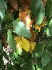 Fagus crenata