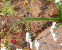 Zephyra compacta