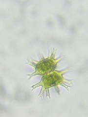 Staurastrum arctiscon