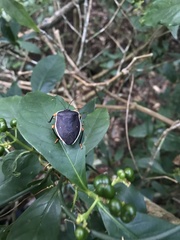 Brachystethus improvisus