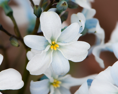 Zephyra compacta