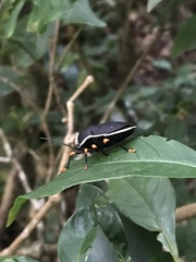 Brachystethus improvisus