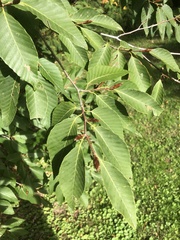 Fagus crenata