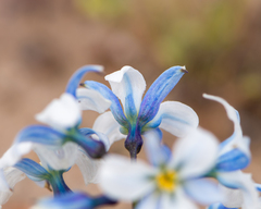 Zephyra compacta