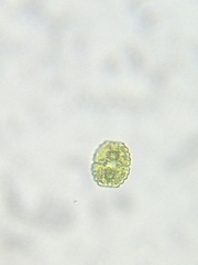 Cosmarium undulatum
