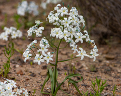 Zephyra compacta