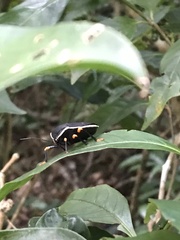 Brachystethus improvisus