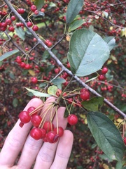 Malus sargentii