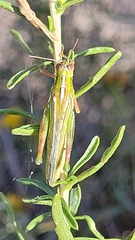 Hesperotettix viridis