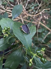 Brachystethus improvisus