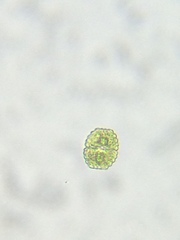Cosmarium undulatum