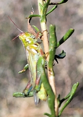 Hesperotettix viridis
