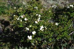 Rosa sericea morrisonensis