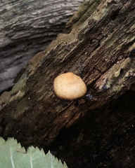 Pholiota granulosa