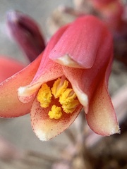 Hesperaloe