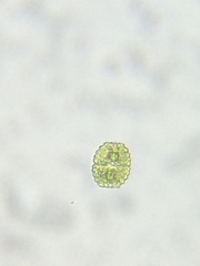 Cosmarium undulatum