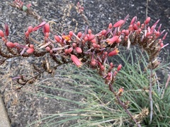 Hesperaloe